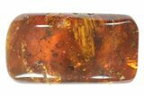 Detailed Fossil Beetle (Coleoptera) & Fly (Diptera) In Baltic Amber #93948-1